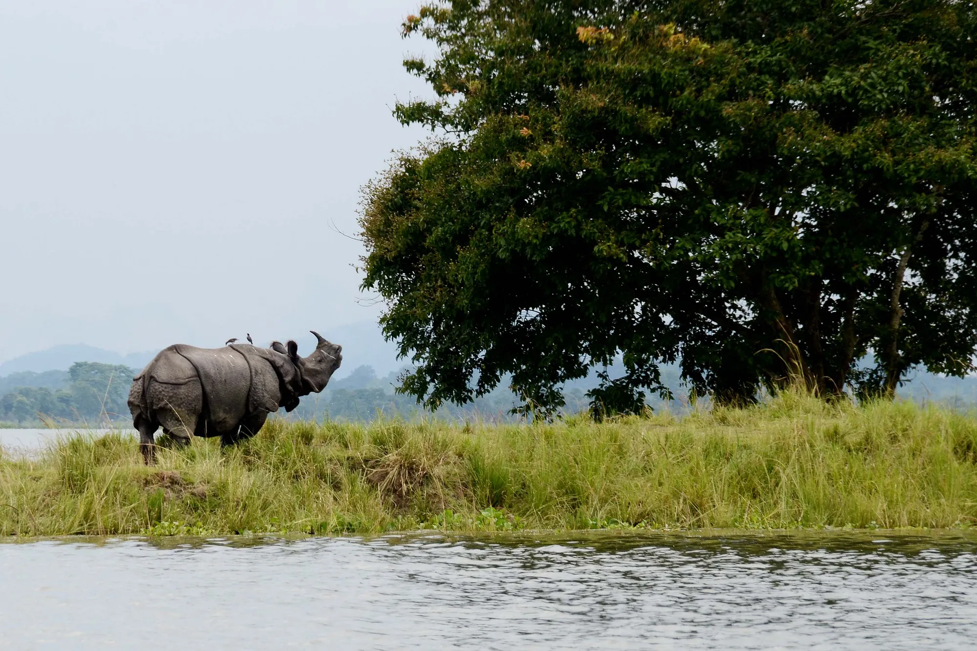 Kaziranga, Assam